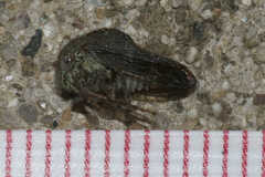 Telamona