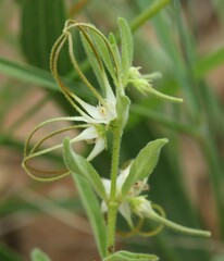 Brachystelma circinatum
