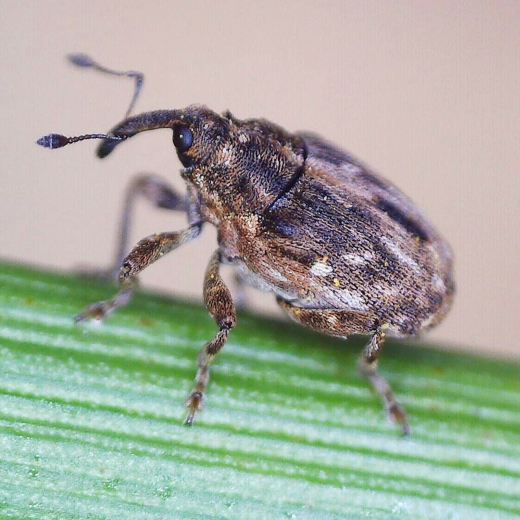 Microplontus rugulosus