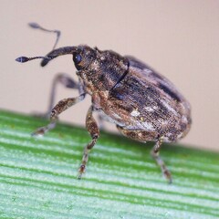 Microplontus rugulosus