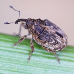 Microplontus rugulosus