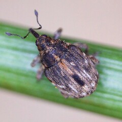 Microplontus rugulosus