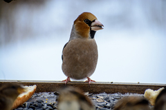 Coccothraustes coccothraustes