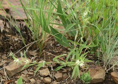Brachystelma circinatum