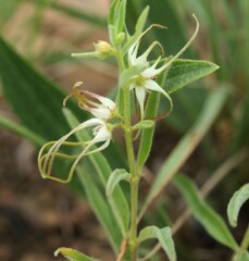 Brachystelma circinatum