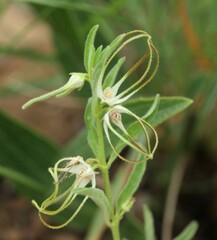 Brachystelma circinatum