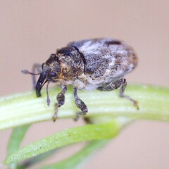 Microplontus rugulosus