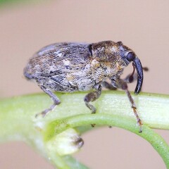 Microplontus rugulosus