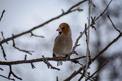 Coccothraustes coccothraustes