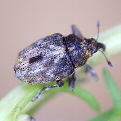 Microplontus rugulosus