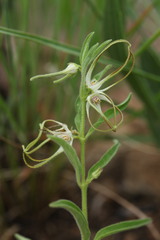 Brachystelma circinatum