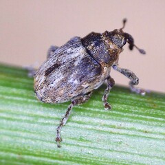 Microplontus rugulosus