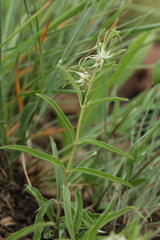 Brachystelma circinatum
