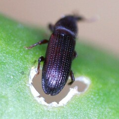 Euophryum confine