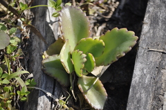 Kalanchoe