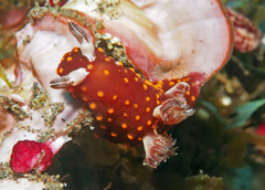 Nembrotha