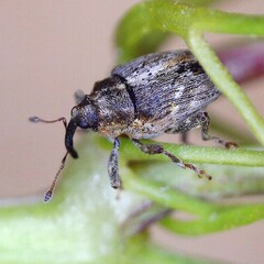 Microplontus rugulosus