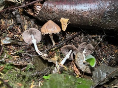 Psathyrella longistriata