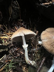 Psathyrella longistriata