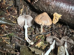 Psathyrella longistriata