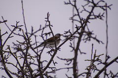 Turdus pilaris