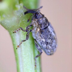 Microplontus rugulosus