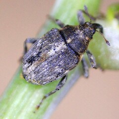 Microplontus rugulosus