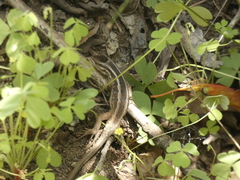 Liolaemus schroederi