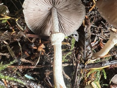Psathyrella longistriata