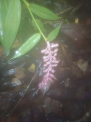 Cavendishia callista, photograph Guillaume Delaitre, CC BY, iNaturalist via GBIF