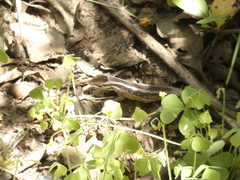 Liolaemus schroederi