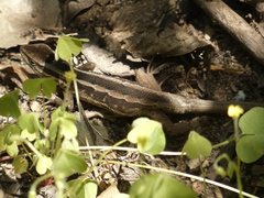 Liolaemus schroederi