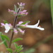 Dwarf Sagebush - Photo (c) Sharon Louw, some rights reserved (CC BY-NC), uploaded by Sharon Louw