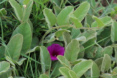 Ipomoea pellita