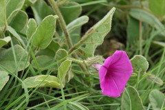 Ipomoea pellita