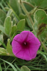 Ipomoea pellita