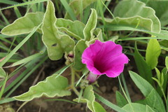 Ipomoea pellita
