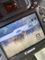 Kobus ellipsiprymnus defassa