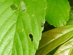 Caraguata sublimbata