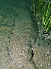 Rock Sole photo 4
