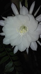 Epiphyllum oxypetalum