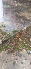 Tilia cordata