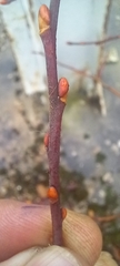 Tilia cordata