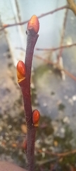 Tilia cordata