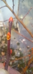 Tilia cordata