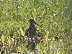 Gallinago