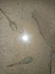 Hoplobatrachus chinensis