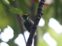 Hemicircus concretus