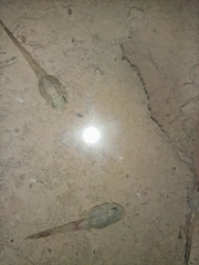 Hoplobatrachus chinensis