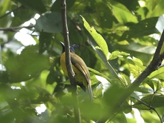 Rubigula flaviventris